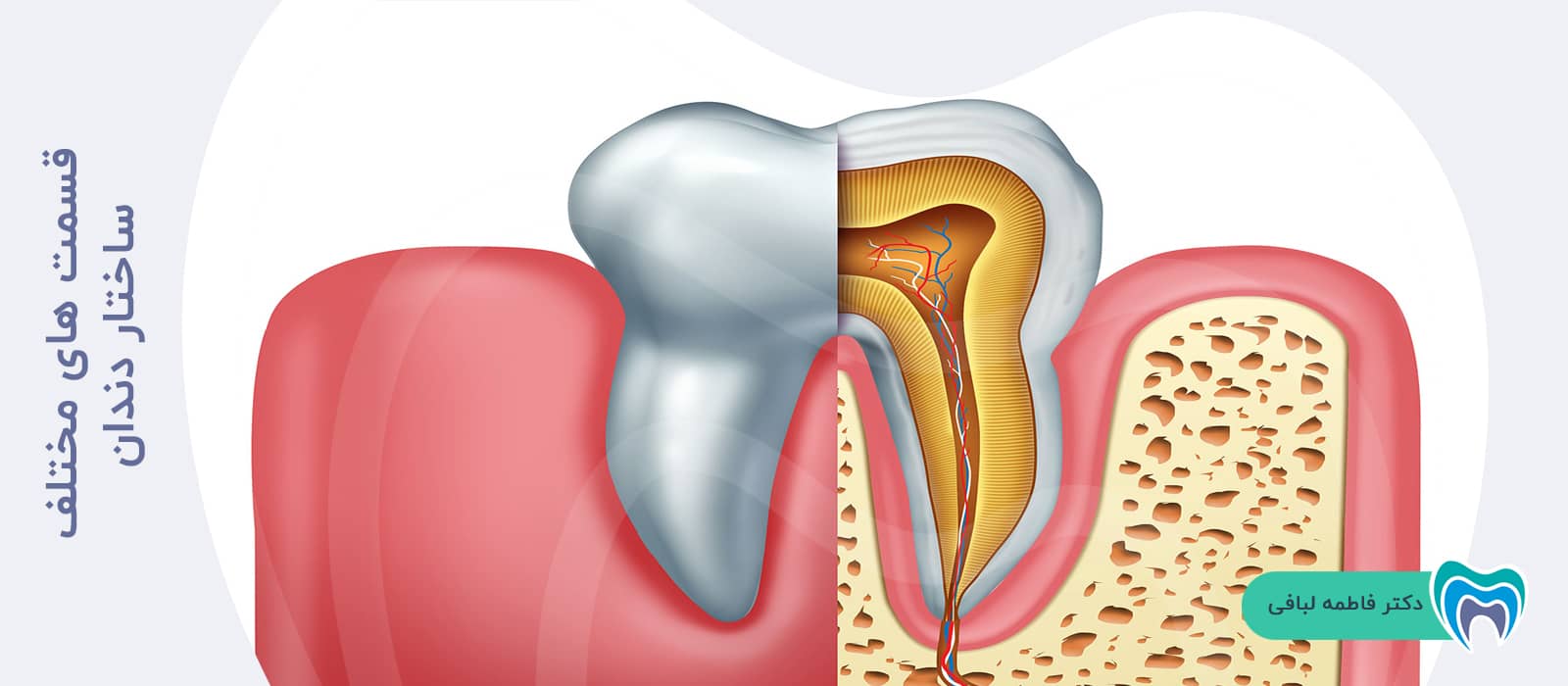 قسمت های مختلف ساختار دندان